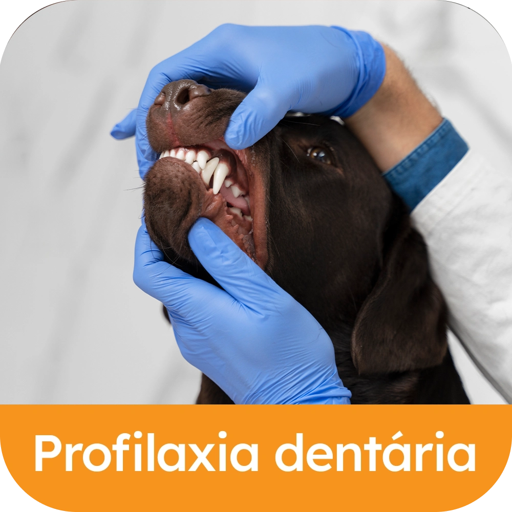 Profilaxia.webp